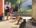 Rassemblement à quatre pattes sur l'île aux chats Ist