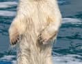 Ein Eisbär, angelockt von Gerüchen aus der Pantry, richtet sich unmittelbar neben dem Schiff zu voller Größe auf