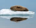 Ob imposante Eisberge oder -bären, kalbende Gletscher oder faulen­­­z­ende Walrosse ...