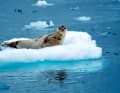 A seal has made itself comfortable on a floe and is curiously eyeing the sailors.