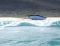 Die gestrandete Yacht am Christmas Beach, Cape Barren Island
