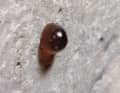 Osmotic acid leaks from a laminate
