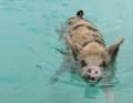 Les cochons flottants font partie des principales attractions des Bahamas