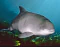 Harbour porpoises grow to a maximum length of 1.8 metres and weigh around 45 to 75 kilograms