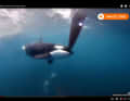 Raramente un incontro con un'orca è stato documentato in modo così accurato come durante la Ocean Race.