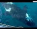 This is how close the orca comes to Team Jajo's ship's side