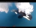 The Orca powerfully approaches the VO65 yacht of Team Jajo
