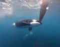 The Orca at the helm of Team Jajo's VO65 yacht