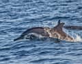 Dolphins are rarely seen in the Baltic Sea, but two young sailors recently managed to spot one in the Kiel Fjord (symbolic image)