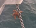 A stowaway on the anchor chain.