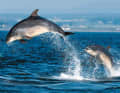 Plus précisément, il s'agirait de grands dauphins.