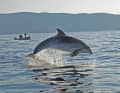 Loved and endangered: an Adriatic dolphin off the coast of Croatia