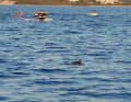 Armada de bateaux à la chasse aux dauphins | Lynn Benda/GRD