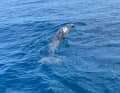 Verletzter Adria-Delfin | Martina Duras/GRD