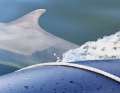 Delfin "Skywalker" löste erst Begeisterung, dann Besorgnis auf einem Schlauchboot aus