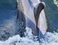 Delfin "Skywalker" löste erst Begeisterung, dann Besorgnis auf einem Schlauchboot aus