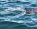 The grinde crew of the "Bailey" encountered two as yet unknown dolphins south of Marstal