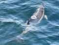 The grinde crew of the "Bailey" encountered two as yet unknown dolphins south of Marstal