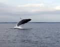 A jumping humpback whale in the Flensburg Fjord, two were guests last Friday (symbolic image)