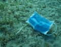 A used face mask lies on the sandy ground covered with green seaweed