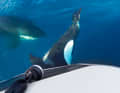Orca attacks specifically target the yacht’s rudders.