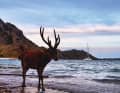 Well, you wouldn't necessarily expect to see red deer in Indonesia. But it does exist here. A stately Timor deer strolls calmly along the shore of an anchorage bay