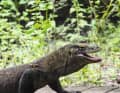 Auf Komodo lässt der erste Waran nicht lange auf sich warten.
