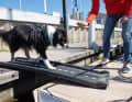 Boarding complete : les chiens plus grands montent à bord par une rampe. On peut déjà s'y entraîner à la maison. Il faut aussi essayer de monter sur la passerelle.