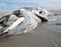 The animal was around ten metres long.