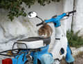 Un gatto si è sistemato comodamente su un motorino
