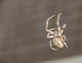 All spider species found in Germany are harmless to humans