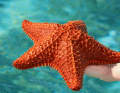 Le stelle marine nelle Exumas