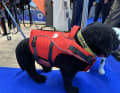 Secumar has developed a new lifejacket for four-legged friends