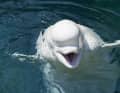 Uno amichevole per favore... I beluga scatenano nell'uomo reazioni simili a quelle dei delfini