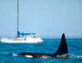 Orca vor einer Yacht.