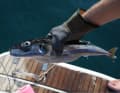 Vorsicht in der Adria: Der extrem giftige Kugelfisch wird immer häufiger vor Kroatien geangelt, der Verzehr kann tödlich enden!