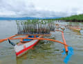 The team has planted 820,000 mangroves in the Philippines to compensate ...
