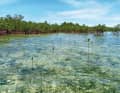... which absorb the greenhouse gas and bring further benefits