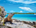 Eine Gruppe Iguanas lebt auf Allen’s Cay in der Inselkette der Exumas. Kats können im Flachwasser nahe dem Ufer ankern