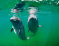 Harbour porpoises in the Baltic Sea