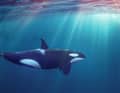 Welche Erkenntnisse gibt es über die Orca-Angriffe?