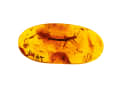 The gold of the Baltic Sea: amber in the boat protects against storms
