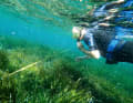 Privately initiated projects are endeavouring to create seagrass meadows not only in the Baltic Sea, but also in the Mediterranean