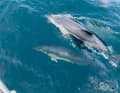 Dolphins keep her company as she leaves the English Channel. She then turns into the Bay of Biscay