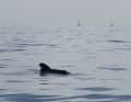 Living Atlantic: Pilot whales on the passage between Gomera and Tenerife...