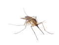 Various mouthparts of the mosquito form the proboscis.  The itching comes from the saliva