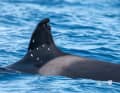 Orca Toni’s dorsal fin.
