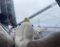 Clarisse Crémer machte dieses symbolträchtige Bild vom Plüsch-Albatross mit Blick aufs graue Meer auf "L'Occitane en Provence".