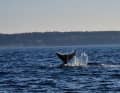 Excerpts from a video show the whale flapping up and down with its fluke