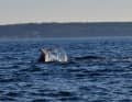 It was spotted during a tuna safari at the Øresund Aquarium